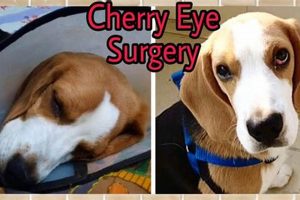 How To Care For Your Dog After Eye Surgery | My Caring Dog – Tips, Stories, and Care Guides for Loving Pet Owners