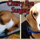 How To Care For Your Dog After Eye Surgery | My Caring Dog – Tips, Stories, and Care Guides for Loving Pet Owners