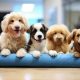 Top Denver Dog Care & Walking Services | My Caring Dog – Tips, Stories, and Care Guides for Loving Pet Owners