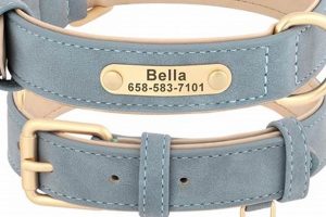 Car Dog Phone Numbers: Quick Reunification Guide | My Caring Dog – Tips, Stories, and Care Guides for Loving Pet Owners