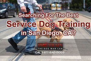 Best Service Dog Training in San Diego, CA My Caring Dog – Tips, Stories, and Care Guides for Loving Pet Owners Best Service Dog Training in San Diego, CA | My Caring Dog – Tips, Stories, and Care Guides for Loving Pet Owners