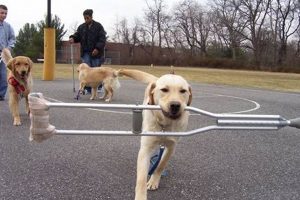 Helpful Dogs: Canine Car Companions & Aids | My Caring Dog – Tips, Stories, and Care Guides for Loving Pet Owners