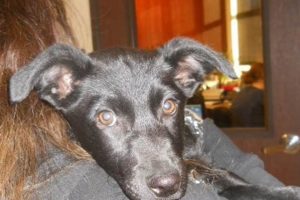 Dog Foster Care Las Vegas My Caring Dog – Tips, Stories, and Care Guides for Loving Pet Owners Dog Foster Care Las Vegas | My Caring Dog – Tips, Stories, and Care Guides for Loving Pet Owners