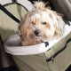 Best Dog Car Seats: Do You Need One? | My Caring Dog – Tips, Stories, and Care Guides for Loving Pet Owners