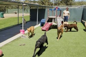 Top Happy Dogs Boarding & Day Care Services | My Caring Dog – Tips, Stories, and Care Guides for Loving Pet Owners