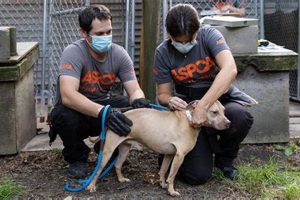 St. Louis ASPCA: Adopt, Don't Shop | My Caring Dog – Tips, Stories, and Care Guides for Loving Pet Owners