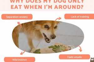 Why My Dog Only Cares About Food: A Guide | My Caring Dog – Tips, Stories, and Care Guides for Loving Pet Owners