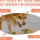 Why My Dog Only Cares About Food: A Guide | My Caring Dog – Tips, Stories, and Care Guides for Loving Pet Owners