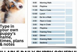 The Ultimate Car Dog Schedule & Guide | My Caring Dog – Tips, Stories, and Care Guides for Loving Pet Owners