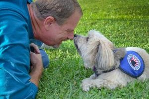 Benefits of Service Dogs for Dementia Patients My Caring Dog – Tips, Stories, and Care Guides for Loving Pet Owners Benefits of Service Dogs for Dementia Patients | My Caring Dog – Tips, Stories, and Care Guides for Loving Pet Owners