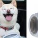 Best Spill-Proof Car Dog Bowls for Travel | My Caring Dog – Tips, Stories, and Care Guides for Loving Pet Owners
