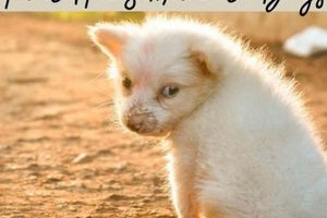 Most Easy To Care For Dogs | My Caring Dog – Tips, Stories, and Care Guides for Loving Pet Owners