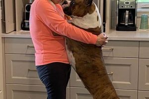 Trusted Dog Care Services | Love on a Leash My Caring Dog – Tips, Stories, and Care Guides for Loving Pet Owners Trusted Dog Care Services | Love on a Leash | My Caring Dog – Tips, Stories, and Care Guides for Loving Pet Owners