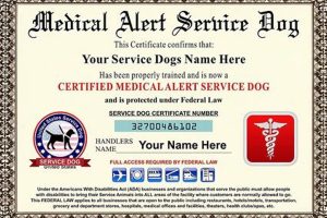 Best Service Dog Medical Alert Training & Certification My Caring Dog – Tips, Stories, and Care Guides for Loving Pet Owners Best Service Dog Medical Alert Training & Certification | My Caring Dog – Tips, Stories, and Care Guides for Loving Pet Owners