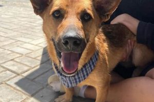 Best Pet Accessories for Your Louis Animal | My Caring Dog – Tips, Stories, and Care Guides for Loving Pet Owners