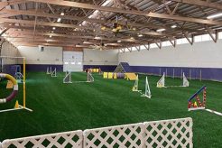 Best Canine Training Center: Dog Obedience & More | My Caring Dog – Tips, Stories, and Care Guides for Loving Pet Owners