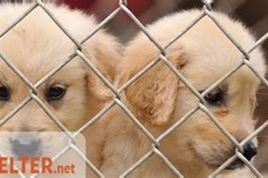 Best Animal Shelters in Illinois, Chicago: Adopt Today | My Caring Dog – Tips, Stories, and Care Guides for Loving Pet Owners