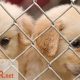 Best Animal Shelters in Illinois, Chicago: Adopt Today | My Caring Dog – Tips, Stories, and Care Guides for Loving Pet Owners