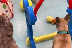 Top Dog Day Care in Midlothian VA: Best Care | My Caring Dog – Tips, Stories, and Care Guides for Loving Pet Owners
