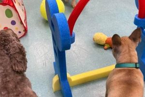 Top Dog Day Care in Midlothian VA: Best Care | My Caring Dog – Tips, Stories, and Care Guides for Loving Pet Owners