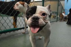 Dog Day Care Oceanside | My Caring Dog – Tips, Stories, and Care Guides for Loving Pet Owners