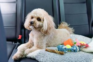 Can Dogs Outgrow Car Sickness? Vet Explains My Caring Dog – Tips, Stories, and Care Guides for Loving Pet Owners Can Dogs Outgrow Car Sickness? Vet Explains | My Caring Dog – Tips, Stories, and Care Guides for Loving Pet Owners