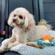 Can Dogs Outgrow Car Sickness? Vet Explains | My Caring Dog – Tips, Stories, and Care Guides for Loving Pet Owners