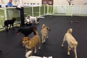 Top Jacksonville Dog Day Care & Boarding | My Caring Dog – Tips, Stories, and Care Guides for Loving Pet Owners