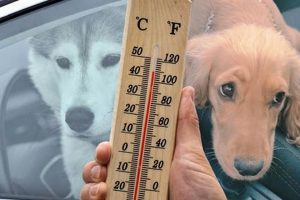 Is It Safe To Leave A Dog In The Car | My Caring Dog – Tips, Stories, and Care Guides for Loving Pet Owners