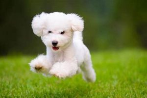 Best "Show Me A Dog" Car Accessories | My Caring Dog – Tips, Stories, and Care Guides for Loving Pet Owners