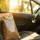 Don't Leave Dog Food in Hot Cars: Risks & Safety | My Caring Dog – Tips, Stories, and Care Guides for Loving Pet Owners
