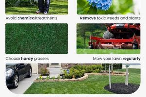 Dog Safe Lawn Care | My Caring Dog – Tips, Stories, and Care Guides for Loving Pet Owners