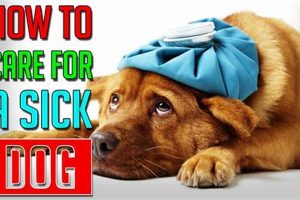 Expert Guide: Taking Care of a Sick Dog at Home | My Caring Dog – Tips, Stories, and Care Guides for Loving Pet Owners