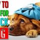 Expert Guide: Taking Care of a Sick Dog at Home | My Caring Dog – Tips, Stories, and Care Guides for Loving Pet Owners