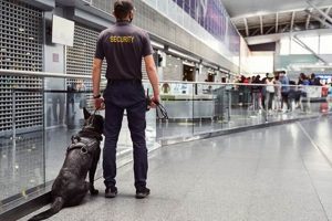 Dog Handling Services | My Caring Dog – Tips, Stories, and Care Guides for Loving Pet Owners