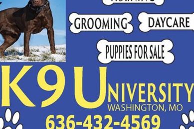 K9 University Washington Mo | My Caring Dog – Tips, Stories, and Care Guides for Loving Pet Owners