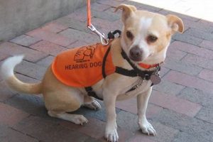 Best Hearing Service Dogs: Ultimate Guide | My Caring Dog – Tips, Stories, and Care Guides for Loving Pet Owners