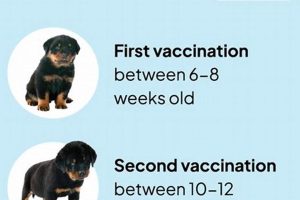 Find Your Perfect Car Dog Puppy: Best Places | My Caring Dog – Tips, Stories, and Care Guides for Loving Pet Owners