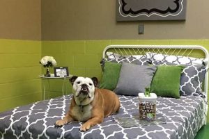 Best Dog Boarding Day Care | Top Rated & Near You | My Caring Dog – Tips, Stories, and Care Guides for Loving Pet Owners