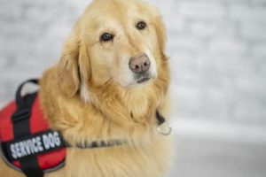 Best Mental Health Service Dogs: A Guide | My Caring Dog – Tips, Stories, and Care Guides for Loving Pet Owners
