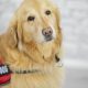 Best Mental Health Service Dogs: A Guide | My Caring Dog – Tips, Stories, and Care Guides for Loving Pet Owners