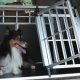 Best Dog Car Cage: Safe & Secure Travel Crates | My Caring Dog – Tips, Stories, and Care Guides for Loving Pet Owners