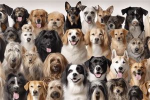 Top Dogts for Car Travel Safety | My Caring Dog – Tips, Stories, and Care Guides for Loving Pet Owners