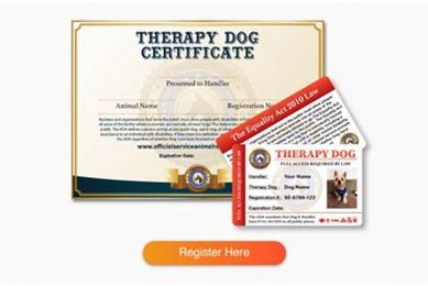 Best Therapy Dog Certification: Your Guide | My Caring Dog – Tips, Stories, and Care Guides for Loving Pet Owners