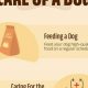 Ultimate Toy Dog Care Guide: Tips & Tricks | My Caring Dog – Tips, Stories, and Care Guides for Loving Pet Owners