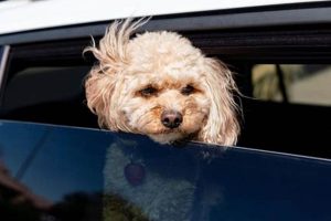 Dog Car Sickness: When Does It End? | My Caring Dog – Tips, Stories, and Care Guides for Loving Pet Owners