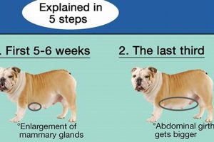 Dog Puppy Care: How Long Does it Last? | My Caring Dog – Tips, Stories, and Care Guides for Loving Pet Owners