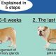 Dog Puppy Care: How Long Does it Last? | My Caring Dog – Tips, Stories, and Care Guides for Loving Pet Owners
