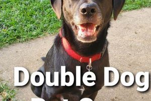 Best Double Dog Day Care | Safe & Fun | My Caring Dog – Tips, Stories, and Care Guides for Loving Pet Owners