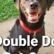 Best Double Dog Day Care | Safe & Fun | My Caring Dog – Tips, Stories, and Care Guides for Loving Pet Owners